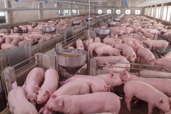GettyImages-chayakorn lotongkum production porcine intensive porcs élevage industriel