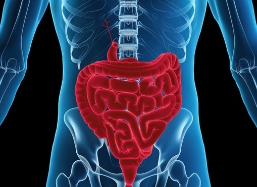 GettyImages comotion design gut health microbiome