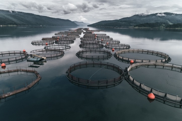 GettyImages-Daniel Balakov fish farming aquaculture