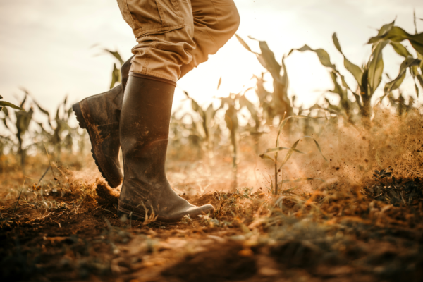 GettyImages-Eclips_Images agriculteur de cultures de sécheresse