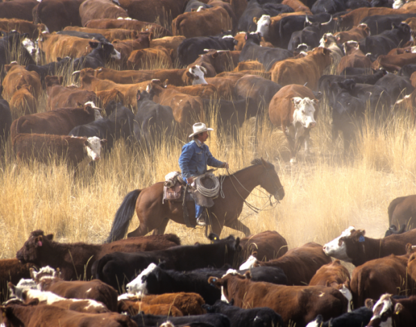 GettyImages-johnrandallalves cattle ranch cowboy