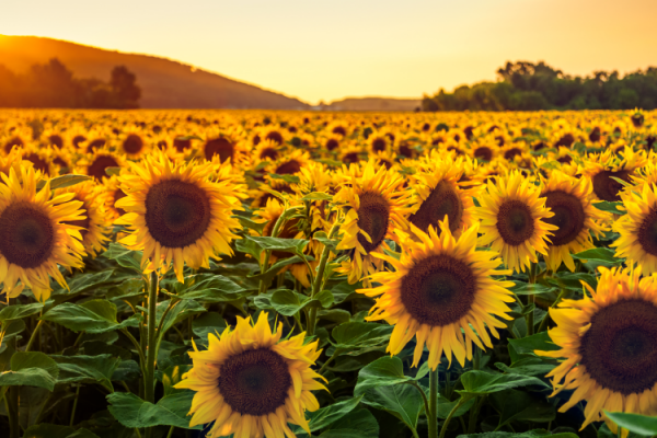 GettyImages-Kaycco - sunflower field