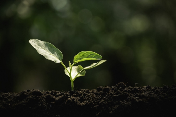 GettyImages-Mintr soil plant earth sustainability