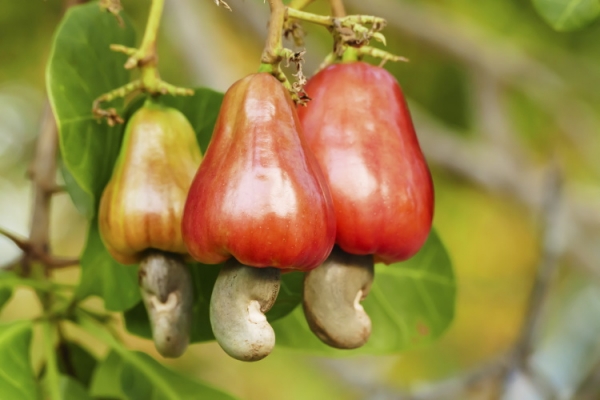 GettyImages-olovedog cashew cashews