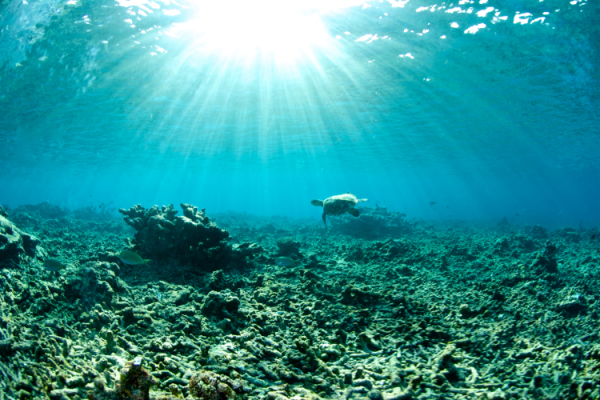 GettyImages-Rainer von Brandis dead coral reef ocean turtle