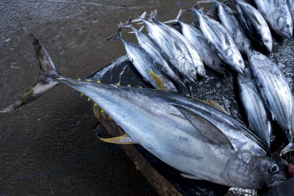 GettyImages-Riza Azhari yellowfin tuna fish