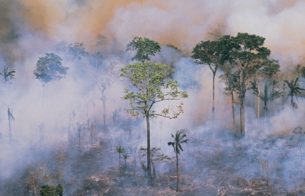 GettyImages-Stockbyte deforestation