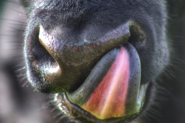 GettyImages Valster15 cow lick mouth