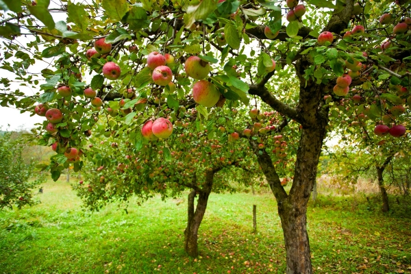 GettyImages-xalanex orchard apples foodwaste