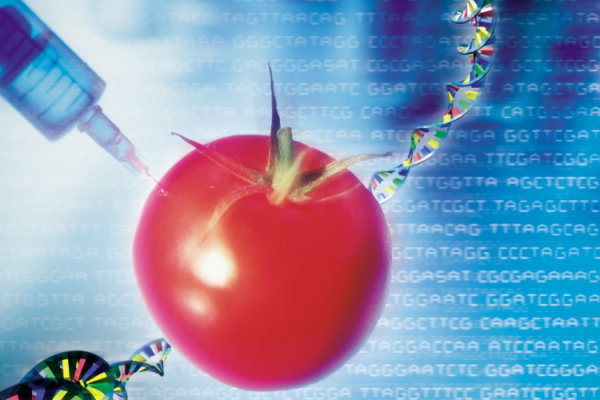 GettyImages_ImageSource GMOs genetic modification engineering