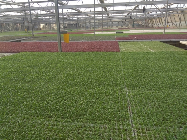 2BFresh operates two greenhouses in its domestic market and is expanding production in partnership with local players in Europe and the US