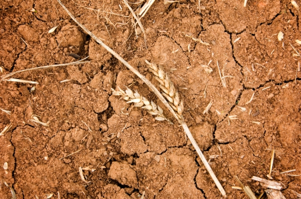 iStock_drought_wheat