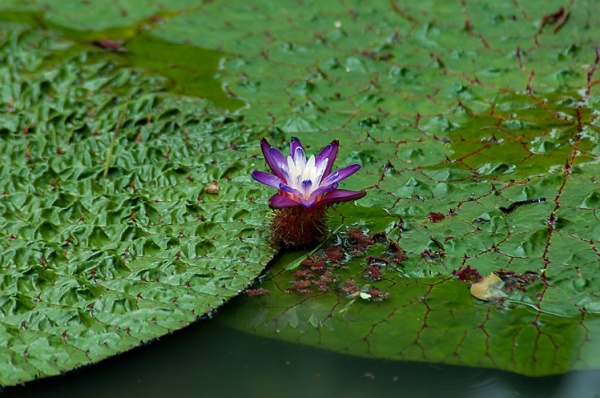 Lotus Water Lily / Native Snacks