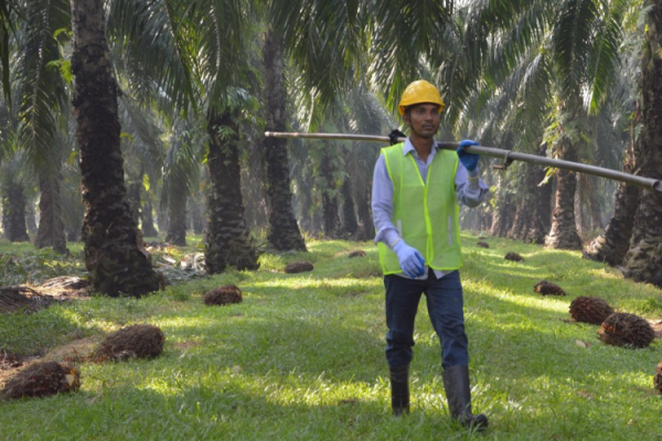 Mars palm oil sourcing partner Unifuji