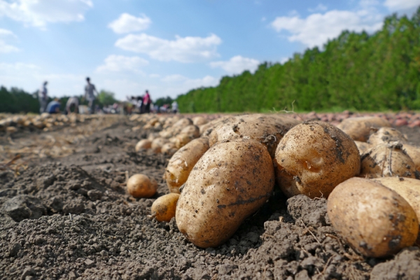 potato harvest, field, crop, branex