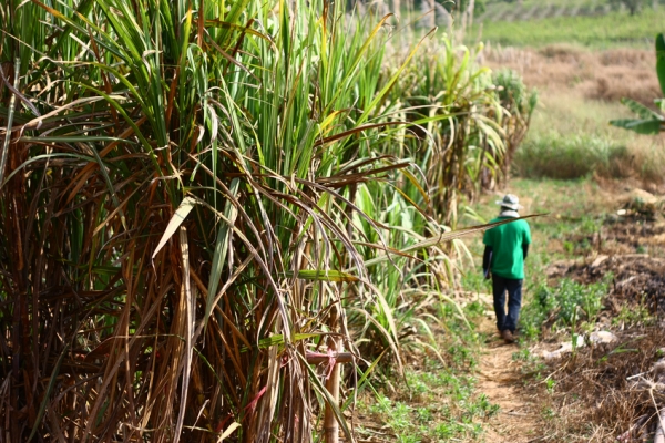 sugar cane plantation, farmer Copyright Ultrakwang