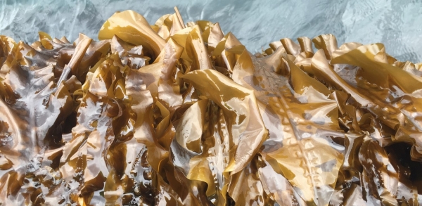 Sugar kelp farmed on the island of Frøya