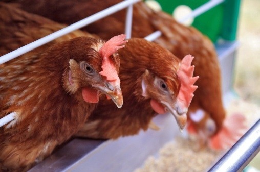 Study pinpoints cause of overeating in chickens