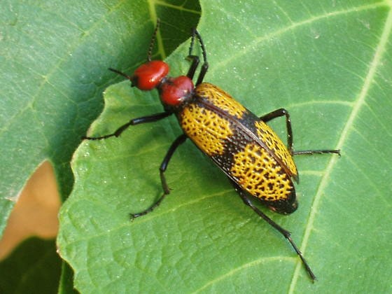 Iron Cross Blister beetles 