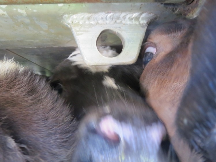 The cramped conditions caused two calves to die en-route from Ireland to France, image courtesy of www.AWF-TSB.org