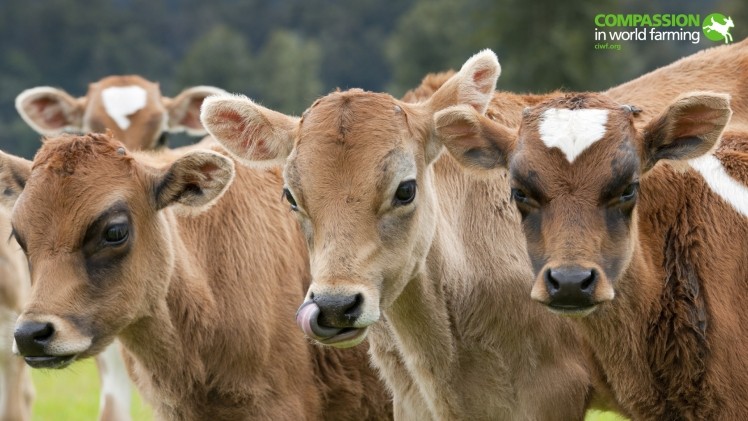 Animal welfare at heart of European organic farming proposals