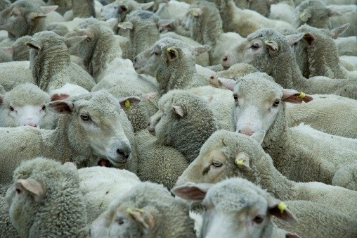 The ban on Welsh Lamb exports to the USA could be lifted