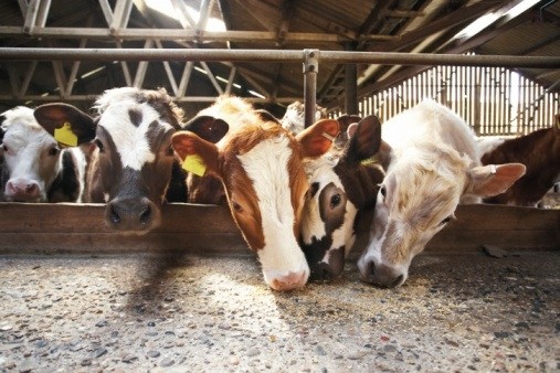 US groups want better reporting on antibiotics in feed