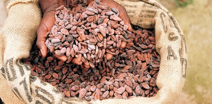 Setting certified cocoa goals makes ethical and business sense