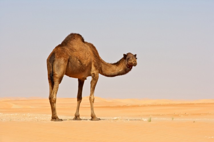 MERS-CoV is likely not driven by consumption of camel meat or milk. Picture: iStock 