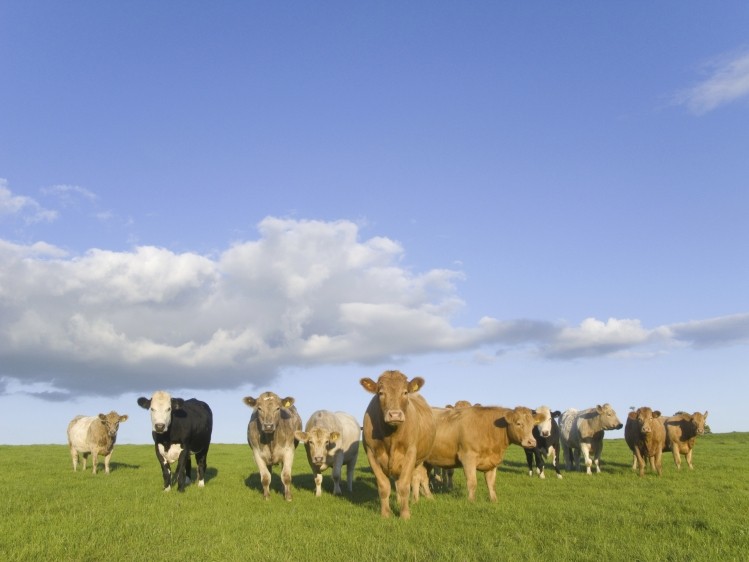 UK food companies came out on top in the farm animal welfare report
