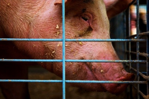 Pork production in 2025 will the less than 2% higher than it was in 2015