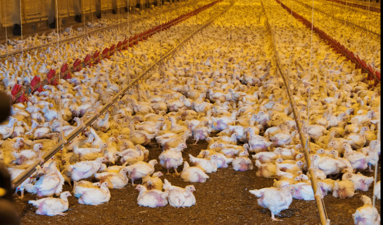 Broiler chickens in a chicken house on the Bobby Morgan chicken Farm in Luling, Texas Picture: USDA Bob Nichols/Flickr