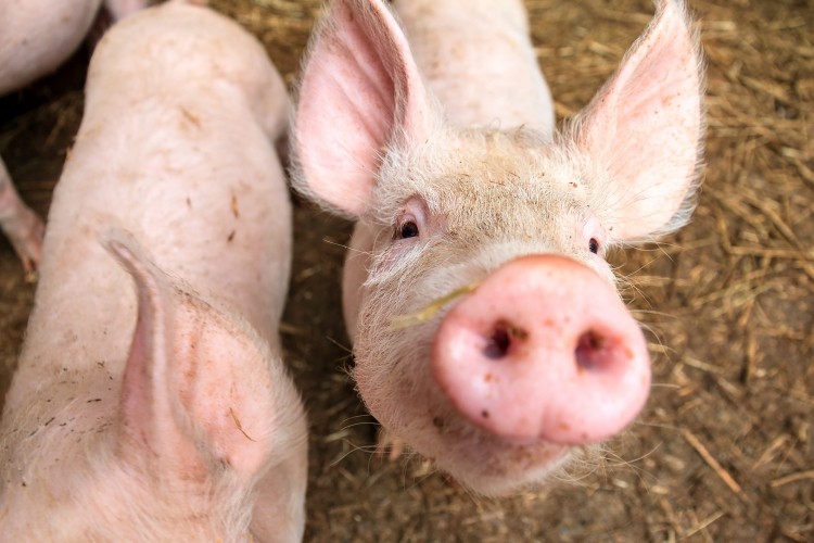 The average EU pig meat price has been falling for eight consecutive weeks