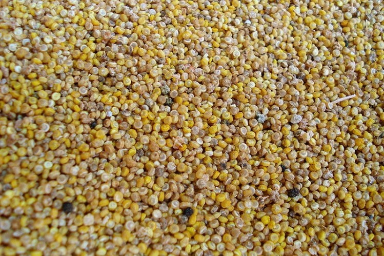 Wageningen University researchers unlock key issues holding back quinoa