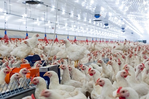 MHP has struggled to improve profitability but will invest to modernise its poultry farm