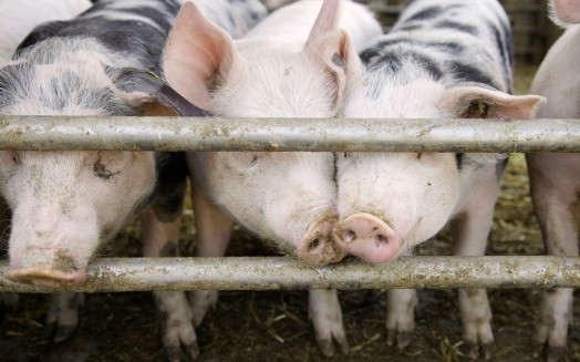 Live pigs will be tested for PEDv to guard against a spread to Europe