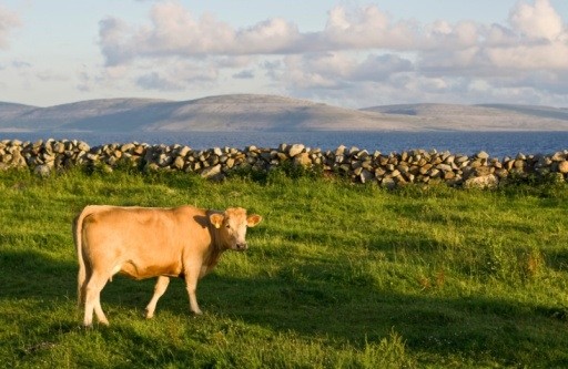 Irish farmers in plea for help as fodder crisis mounts