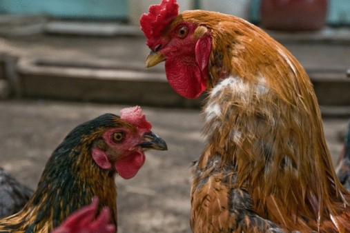Poultry from bird flu effected areas has been banned by a number of countries