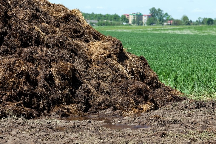 Insect larvae raised on manure should be used in animal feed, according to the European Commission
