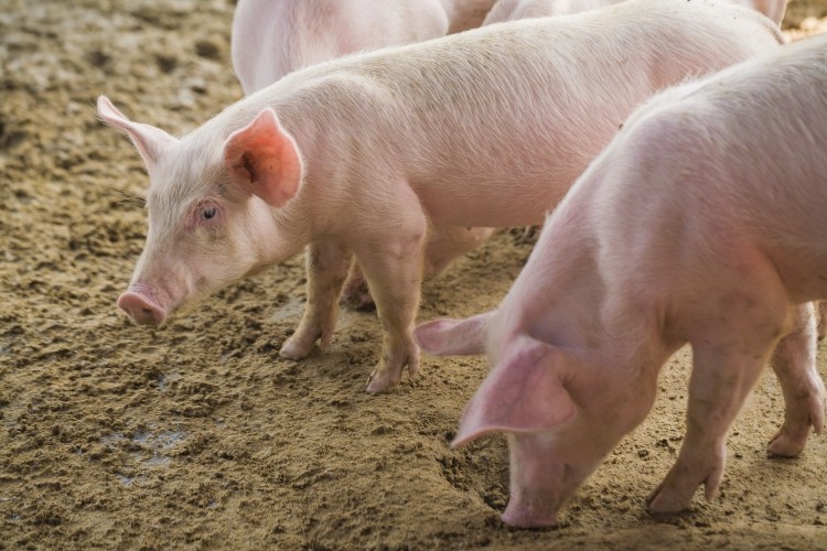 In total, 574 domestic pigs were culled last year in Latvia, due to ASF