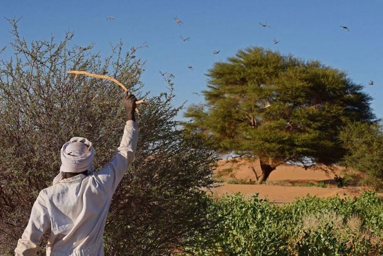 Photo: FAO/Carl de Souza. A man beating a bush with a stick to show desert locusts swarming near Fada, Chad