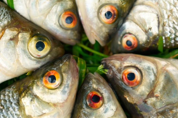 Fish discards are transformed into high protein powder for cooking purposes