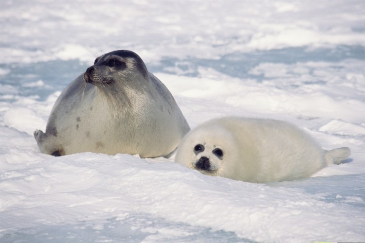 Seal meat sales were largely banned in the EU on ethical grounds under a 2009 regulation