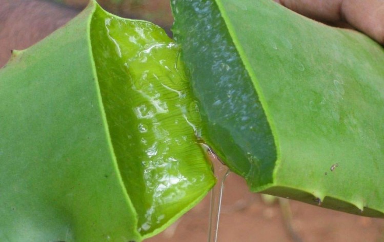 Döhler teams with Afriplex on extracts like aloe vera (pictured) and baobab