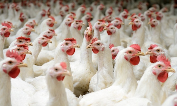 Fears of a bird flu outbreak in France were confirmed in November