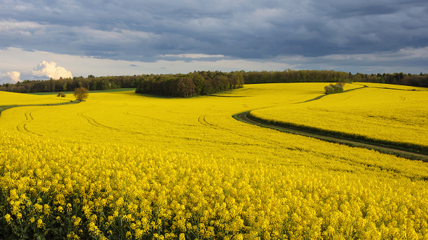 Novastell supplies lecithins and phospholipids from soy, sunflower seeds and rapeseed. © iStock