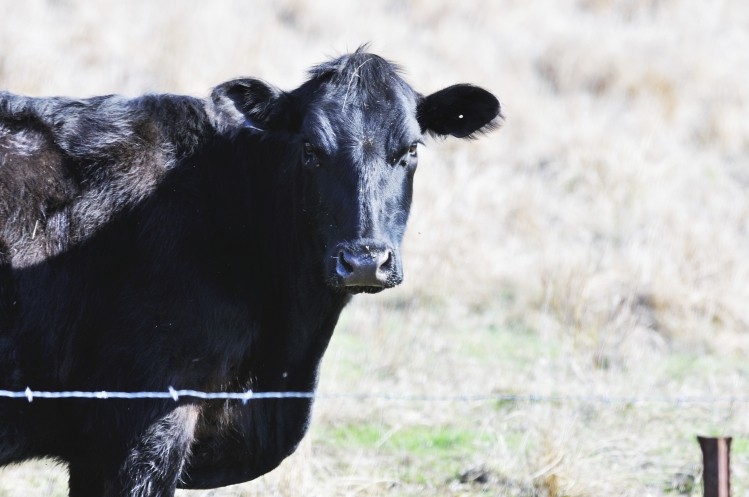 The project will include the breeding of 110,000 head of Aberdeen Angus cattle