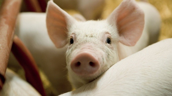 There are already well-established Danish pig farmers in Russia