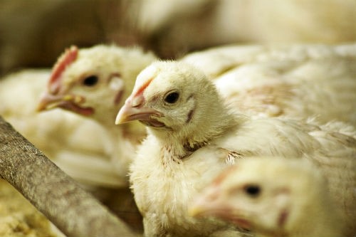 The poultry market is seeing turbulence worldwide