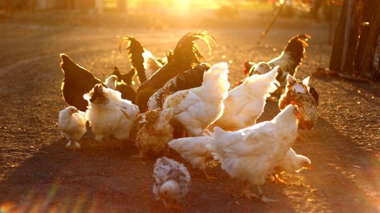 South Africa's chicken producers are threatened by EU imports